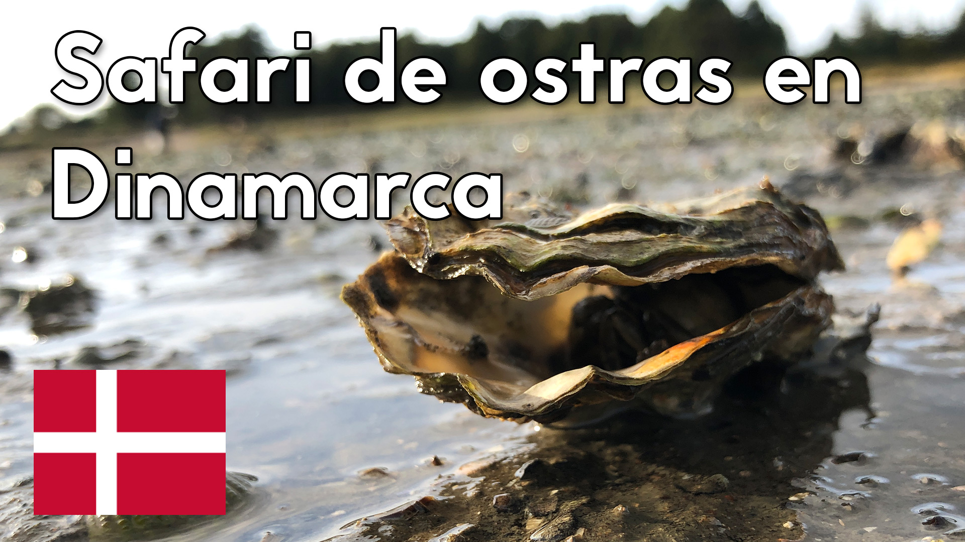 De ruta por Dinamarca buscando ostras